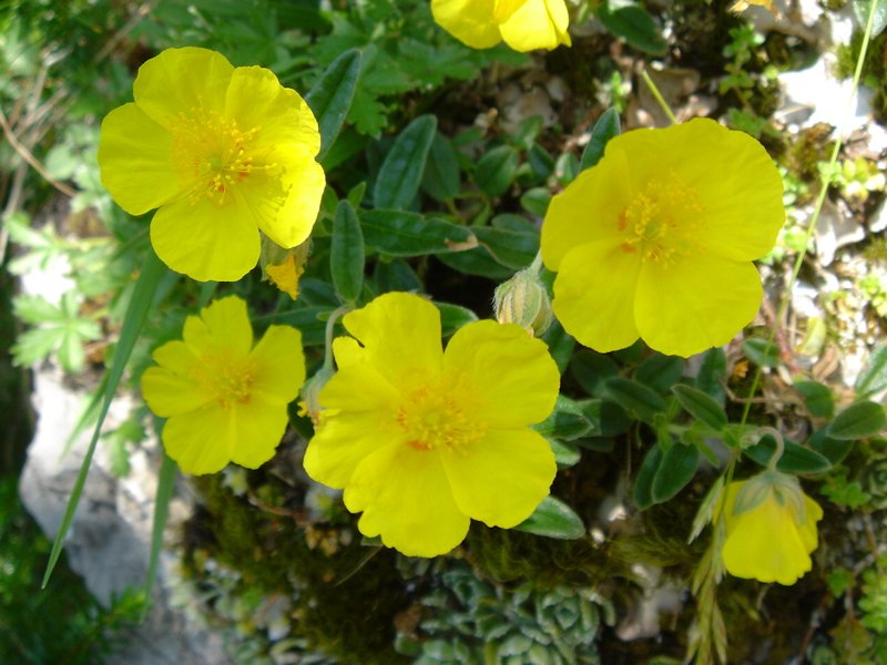 Helianthemum nummularium photo
